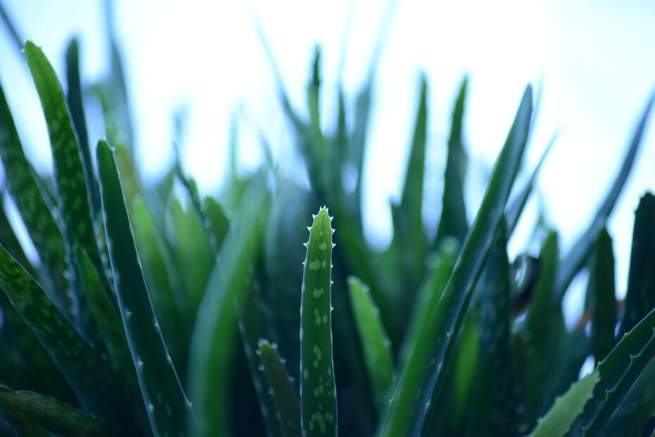 Immagine di un flacone di integratore all'aloe vera su un tavolo con foglie di aloe sullo sfondo.